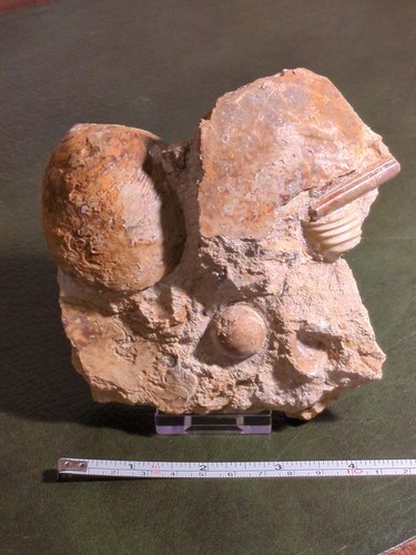 Multiblock fossil echinoid - multiblock,