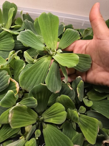 Xxl giant water lettuce - water,