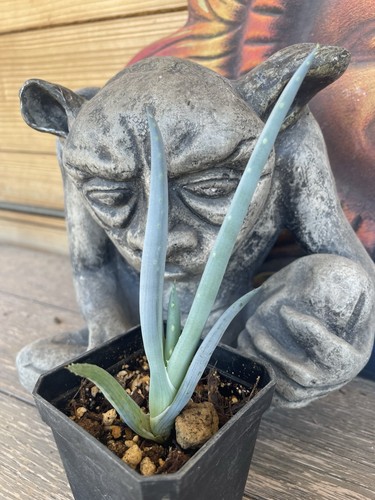 Aloe falcata rare - aloe,