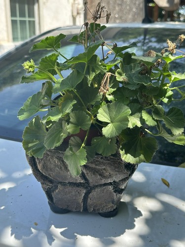 Concrete flower pots - flower,