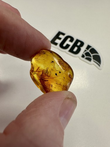 Baltic amber with mosquito - baltic,