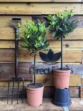 Laurus Nobilis Lollipop Standard Bay Tree 80-100 Tall By Direct Plants