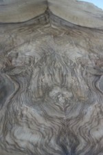  Burr Walnut Veneer    2