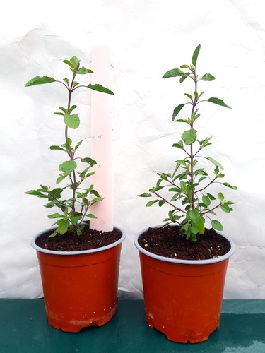 Mature holy basil - x,