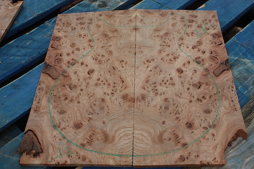 Burr burl english elm aaa - english, aaa+