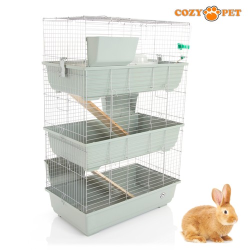 Rabbit guinea pig 3 - rabbit,