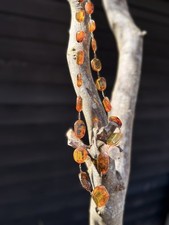 Stunning Vintage Statement