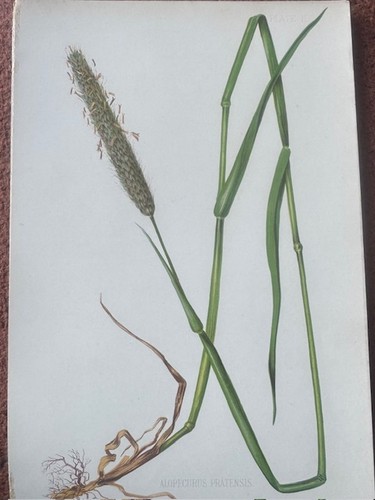 Antique botanical print c1900 - antique,