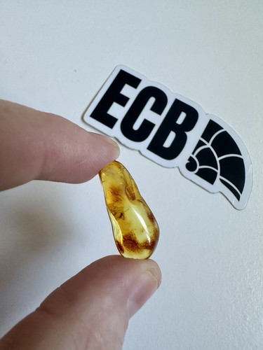 Baltic amber with - baltic,