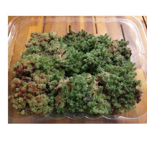Live sphagnum moss - moss, gallon
