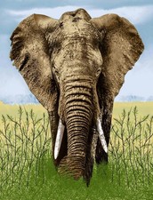 Large Elephant Mink Throw