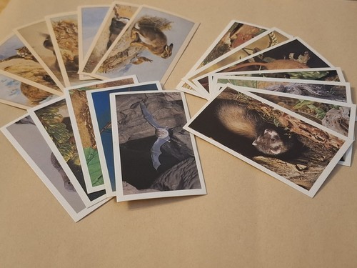 Mixed grandee wildlife cards - grandee, x