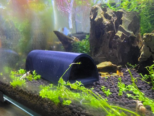 Inch printed pleco d - 1.5,