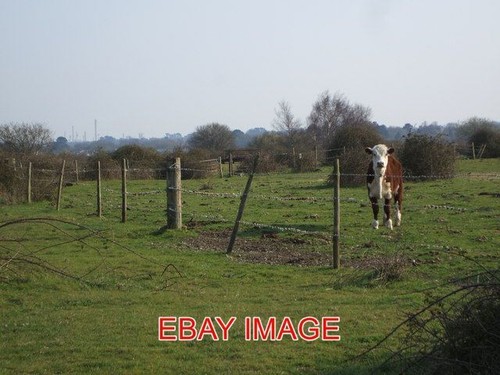 Photo grazing land - photo,