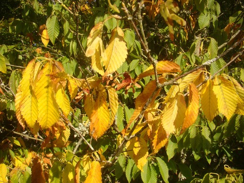 Acer carpinifolium hornbeam - acer, carpinifolium,