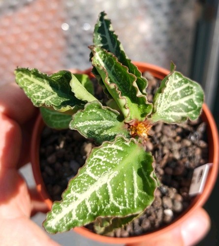 Euphorbia francoisii - euphorbia,