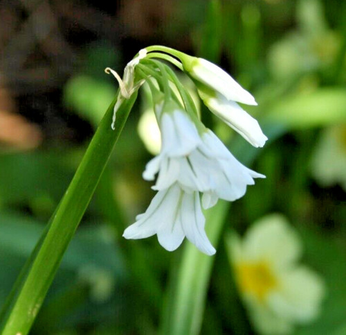 Cornwall plants allium - plants,