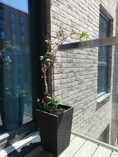 Pot with 3 plants | clematis