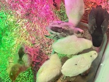 MAGNETIC SEXER✅FOR HATCHING