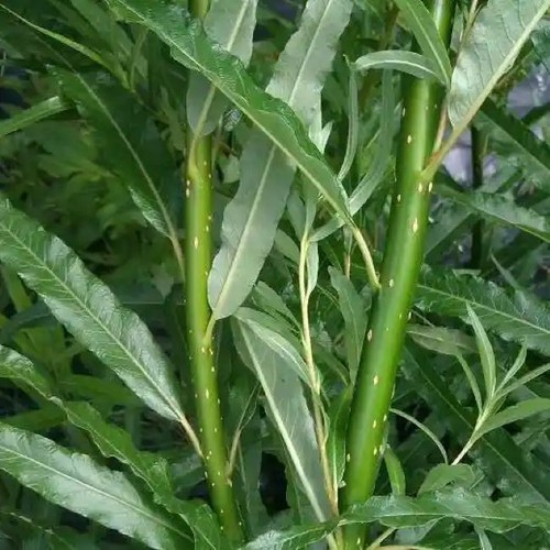100 willow cuttings - 100,