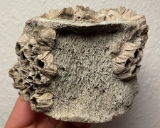 Whale Vertebrae Fossil