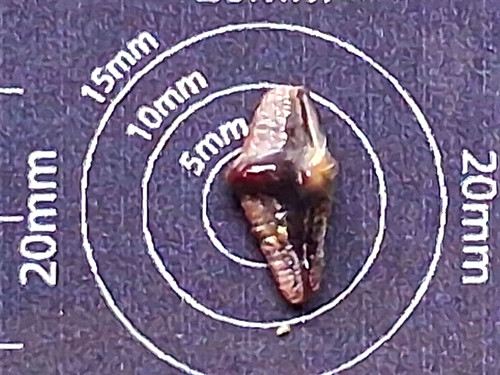 Squatina prima angel - angel, shark
