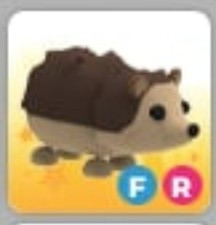 Hedgehog | Adopt Now