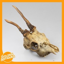 old vintage Deer Stag Roe-deer