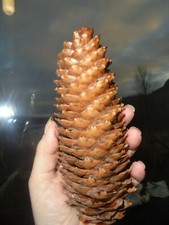 8 Large Norway Spruce Long