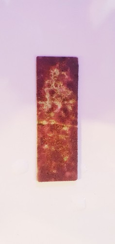 Coraline algae glass seeding - algae,