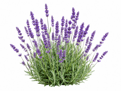 English lavender seeds - english,