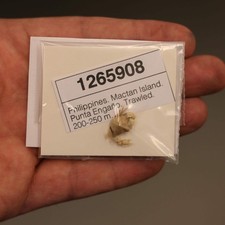 Leucosiidae crab specimen - crab,