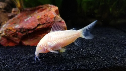 Albino cory - albino, (5