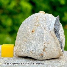 Rare Echinocorys Fossil