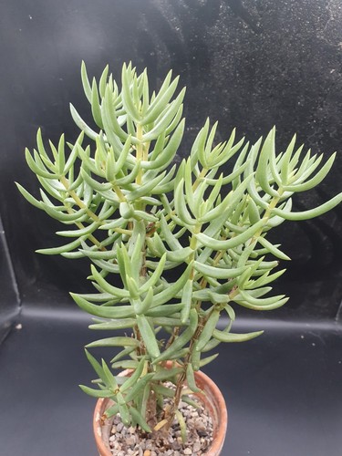 Crassula tetrogona - crassula,