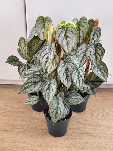 Philodendron brandtianum - philodendron,