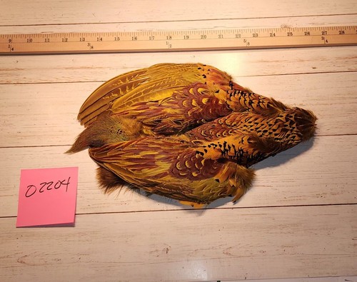Dyed yellow ringneck - dyed,