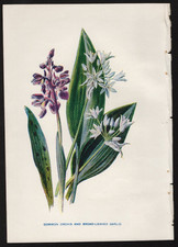 c1902 Hulme Familiar Wild