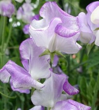 160 seeds Sweet Pea Bicolour