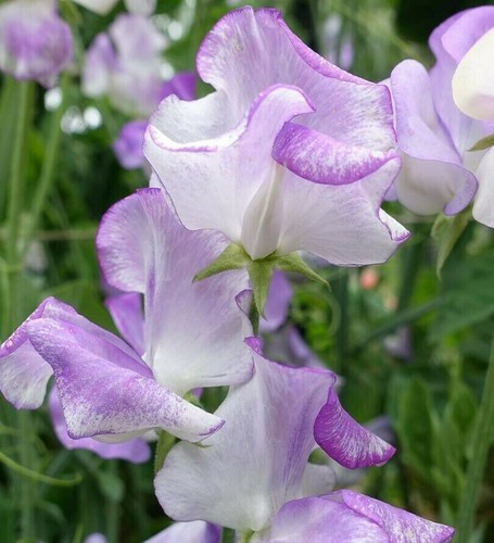 160 seeds sweet - sweet, bicolour