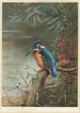 Archibald Thorburn - Antique Pencil Signed Print - Summer Kingfisher 1928