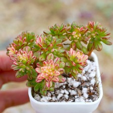 Aeonium Sedifolium Vairegata