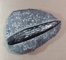 Orthoceras Black Matrix - Devonian, Morocco.554g (size 160 x 120 x 25 mm approx)