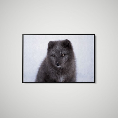 Artographie baby arctic fox - -,