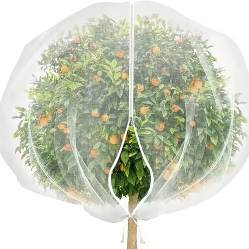Large fruit tree - large,