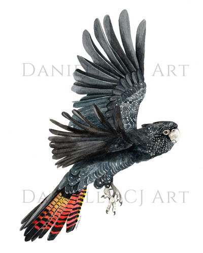 Watercolour flying red tailed - red,