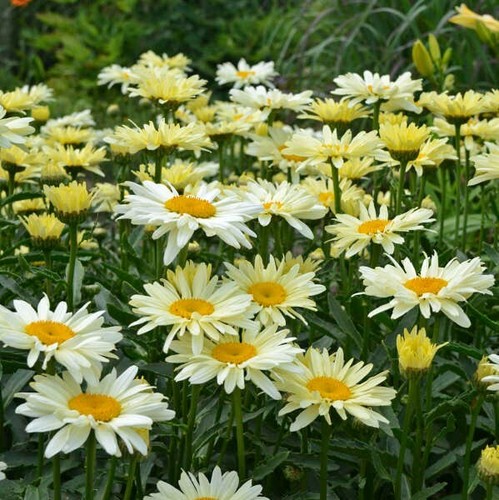 Leucanthemum superbum - x,