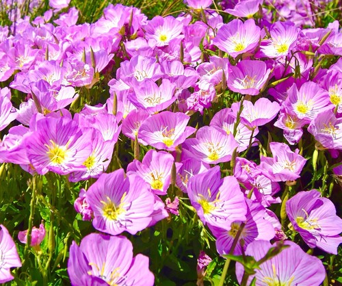 1100x oenothera speciosa - oenothera,