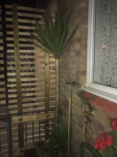 Tall yucca plant - tall,