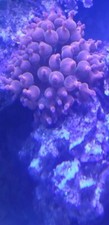 Live bubble tip anemone coral